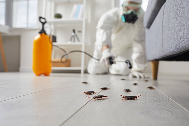 Post-Treatment Bed Bug Interceptor Monitoring in New Brighton